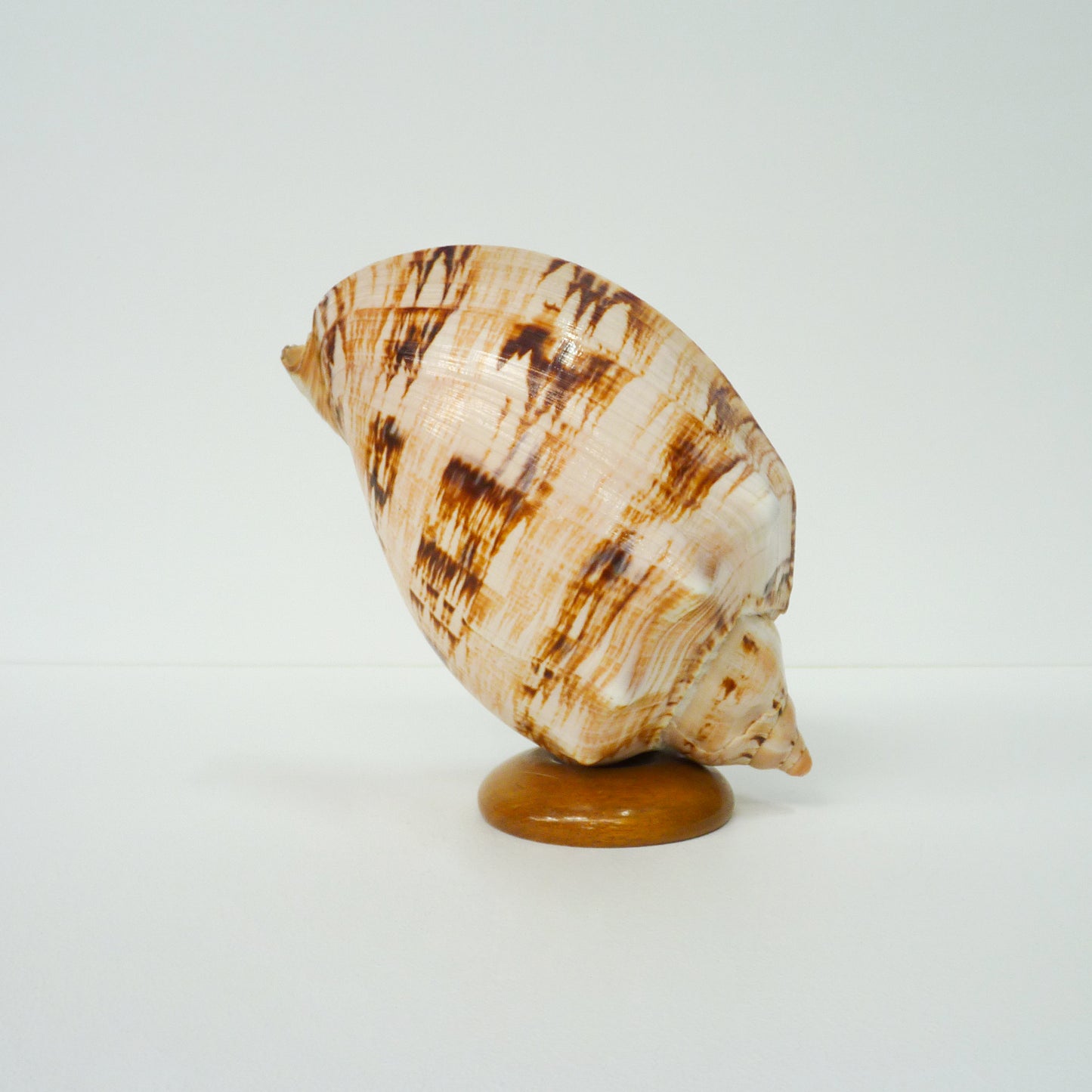 Shell Ornament