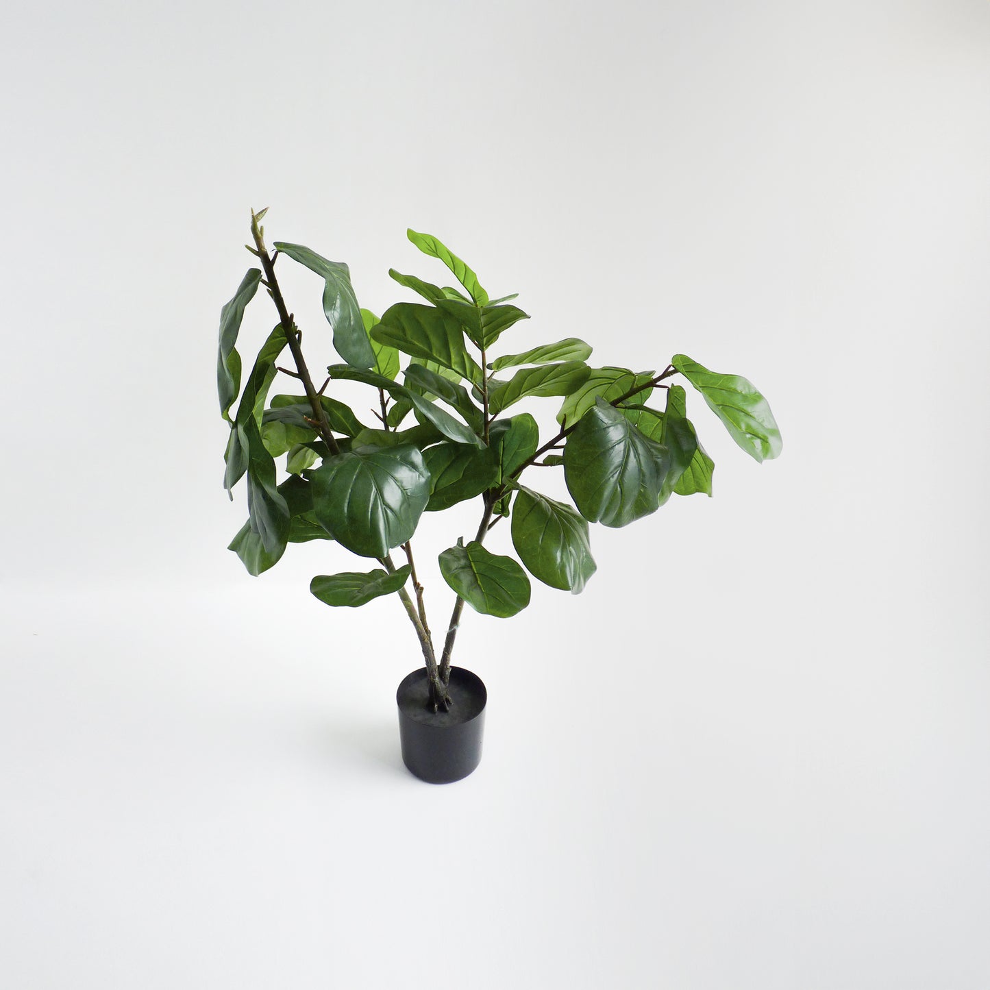Fiddle-Leaf Fig