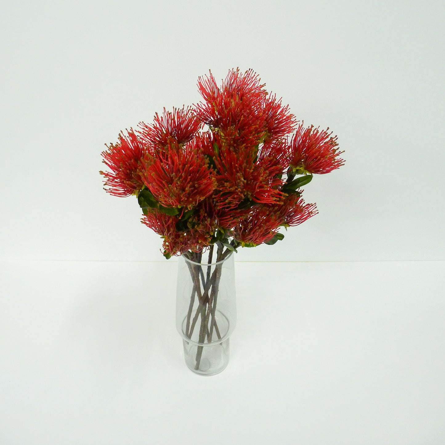 Red Protea pincushion