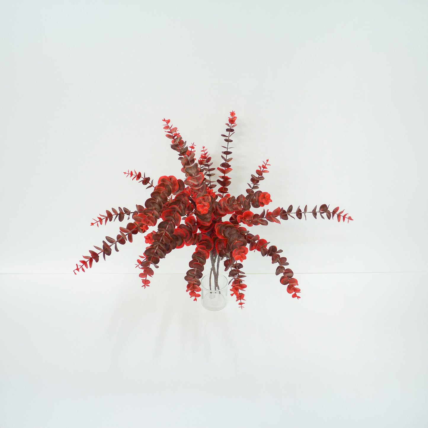 Red Cider Gum Eucalyptus Branch