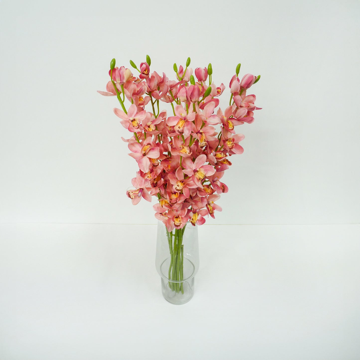 Light Pink Boat Orchid