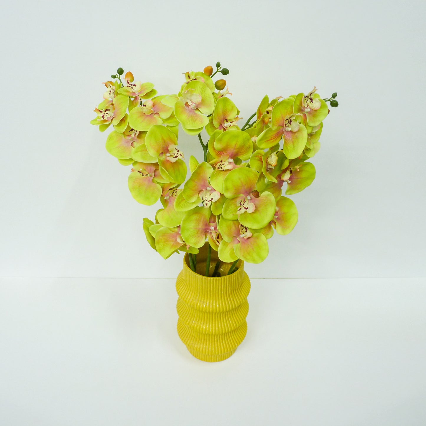 Yellow Moth Orchid