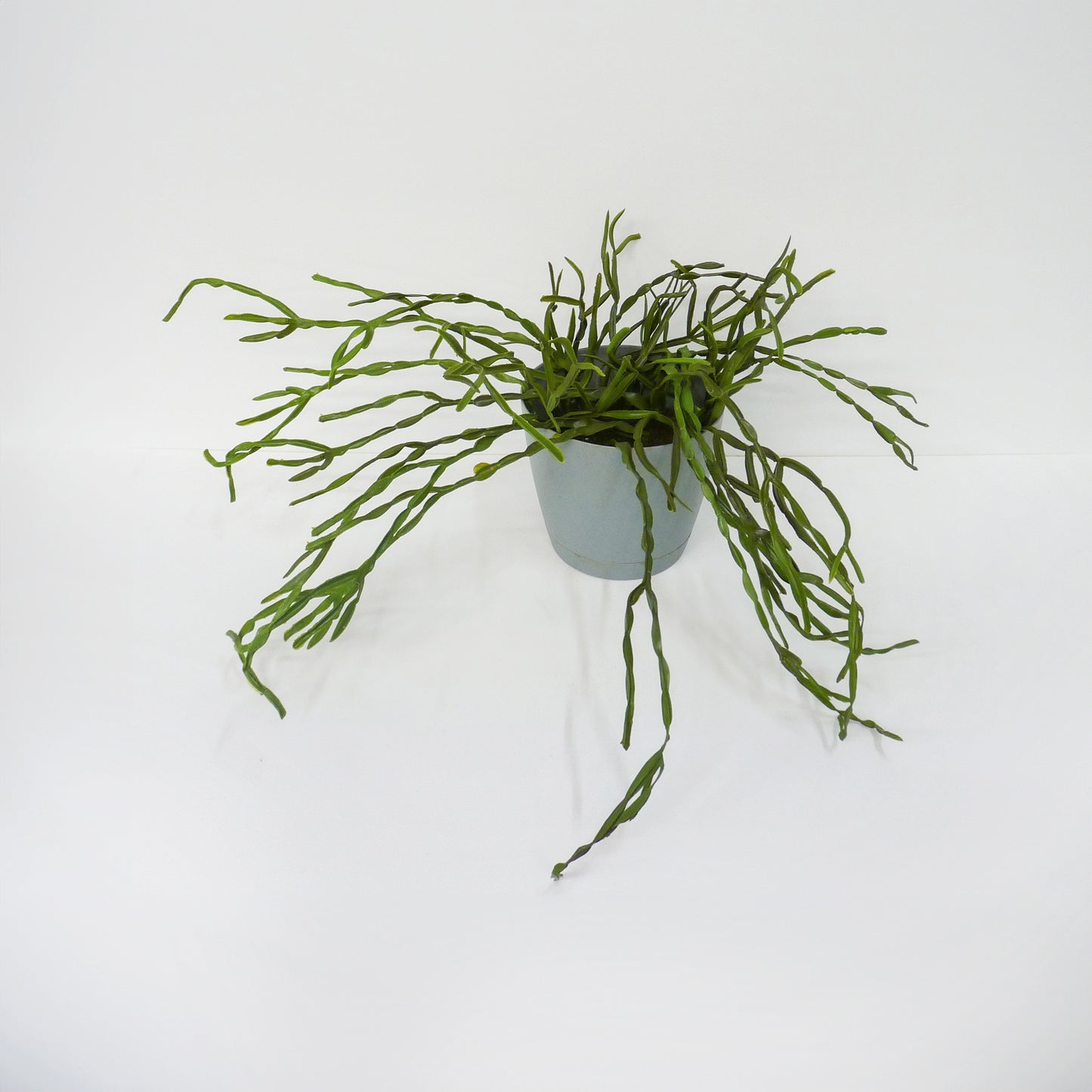 Bottle Cactus in Pot