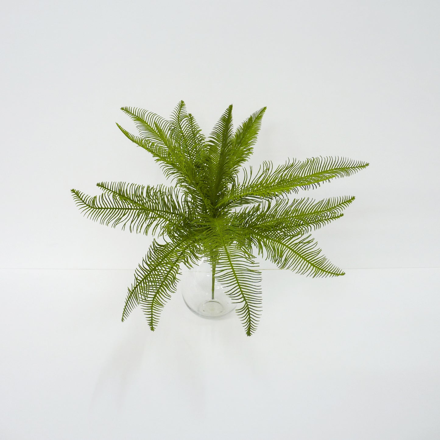 Feather Bush Fern