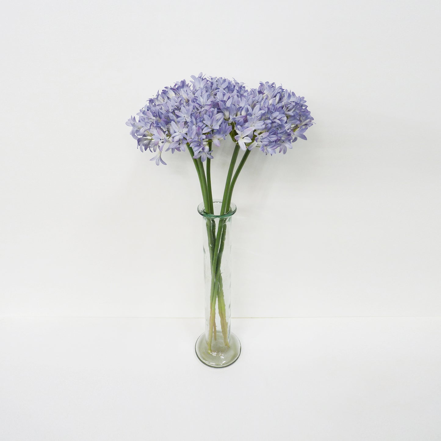 Agapanthus Long Stems