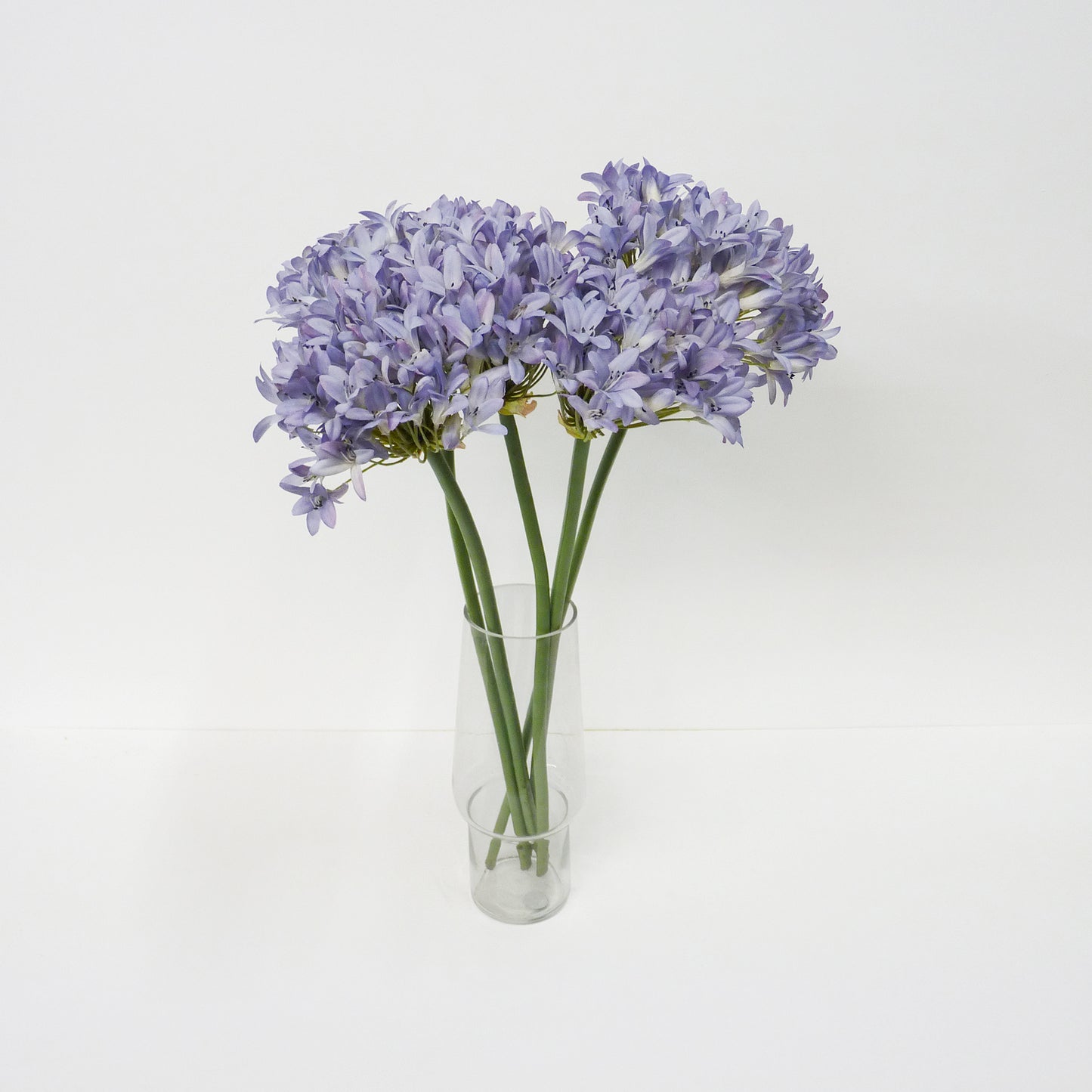 Agapanthus Short Stems