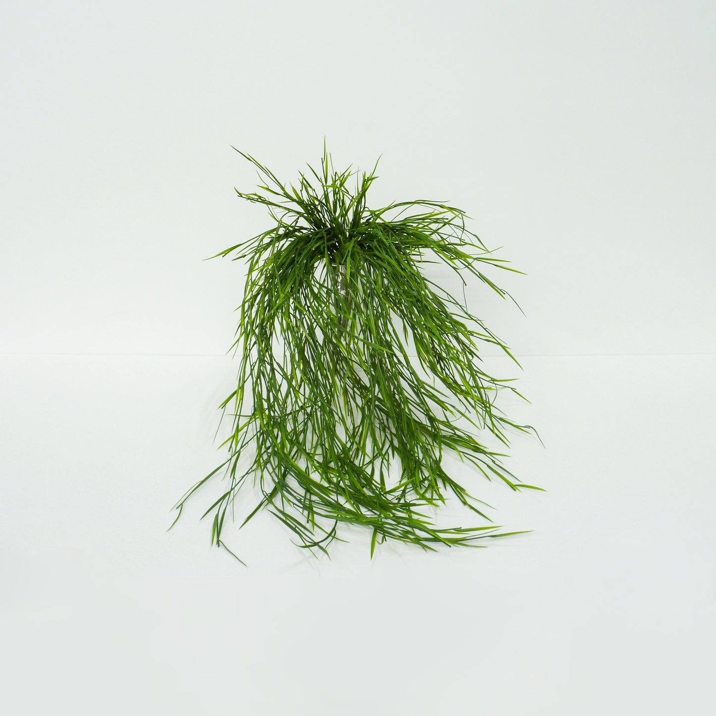 Water Grass Bunch