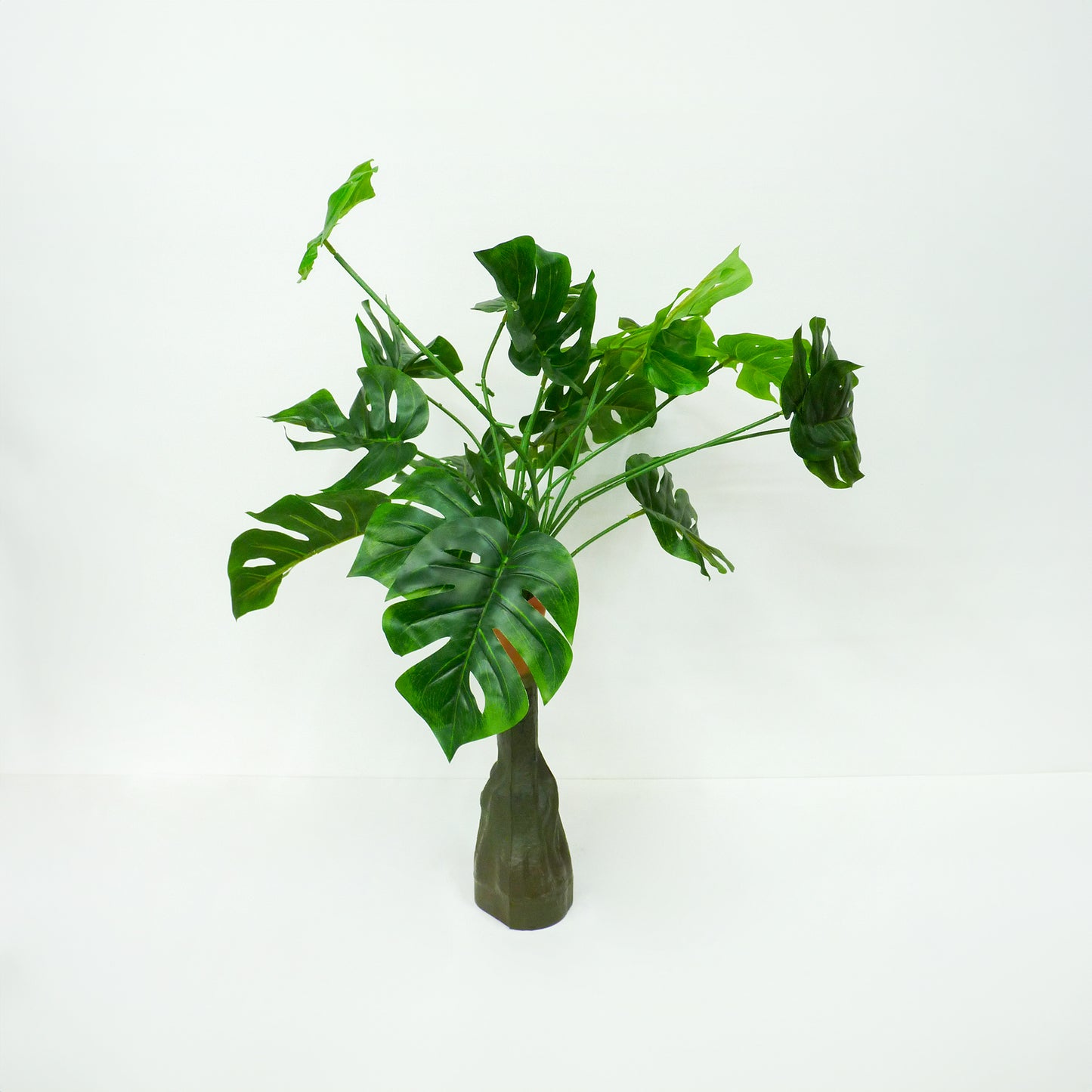 Monstera Plant