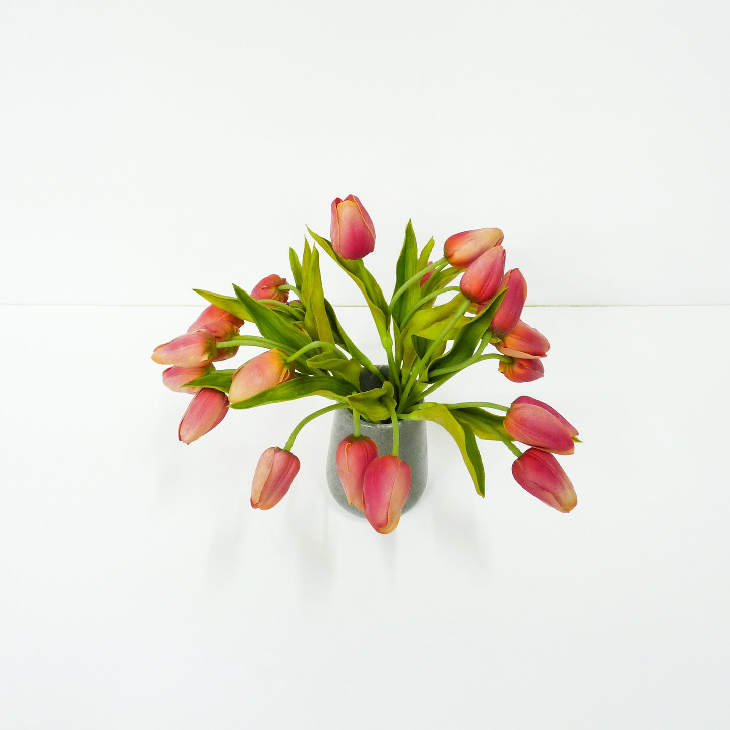 Pink Tulip Buds