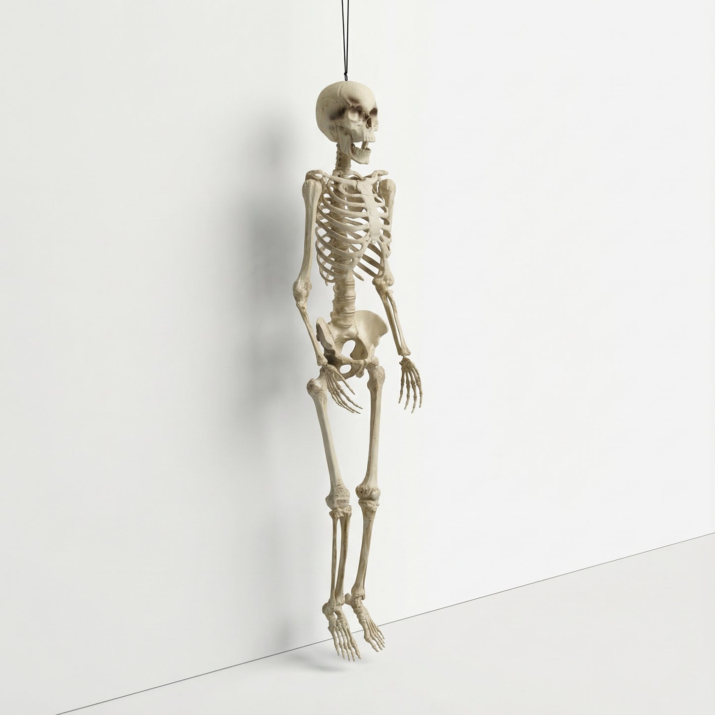 Prop Anatomical Skeleton