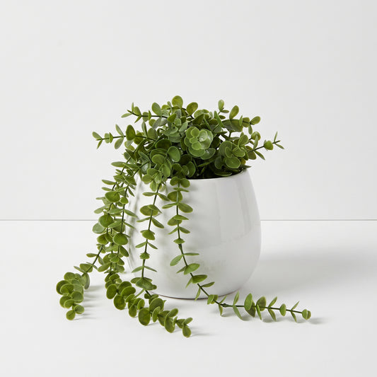 Small Trailing Potted Plant