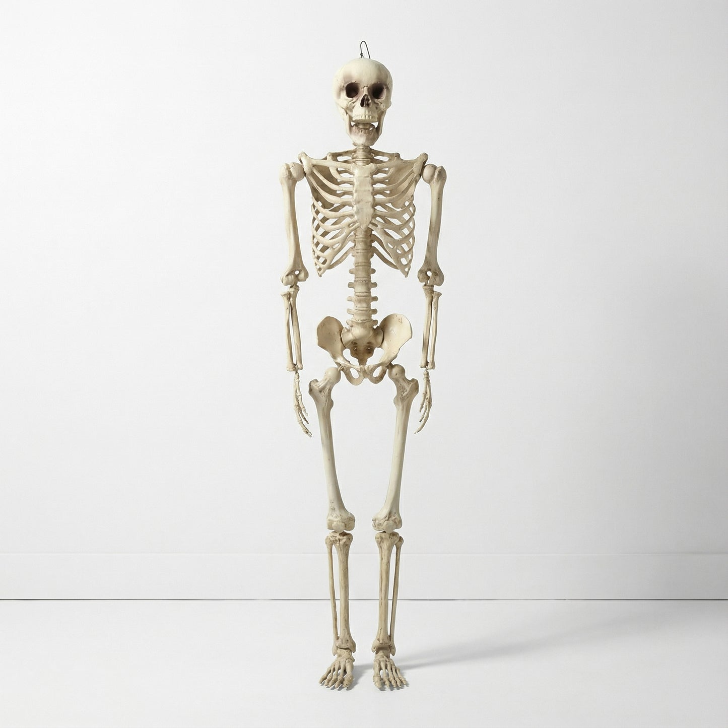 Prop Anatomical Skeleton