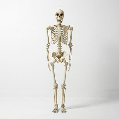 Prop Anatomical Skeleton