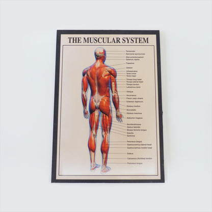 Muscular System Medical Poster