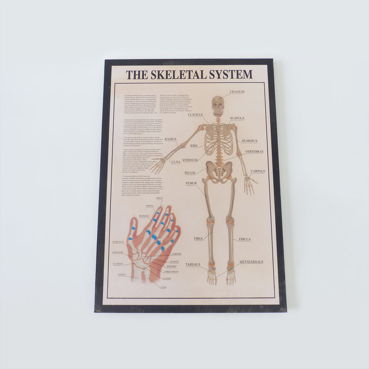 Lab Skeleton Poster Skeletal System Medical Poster – AXIS