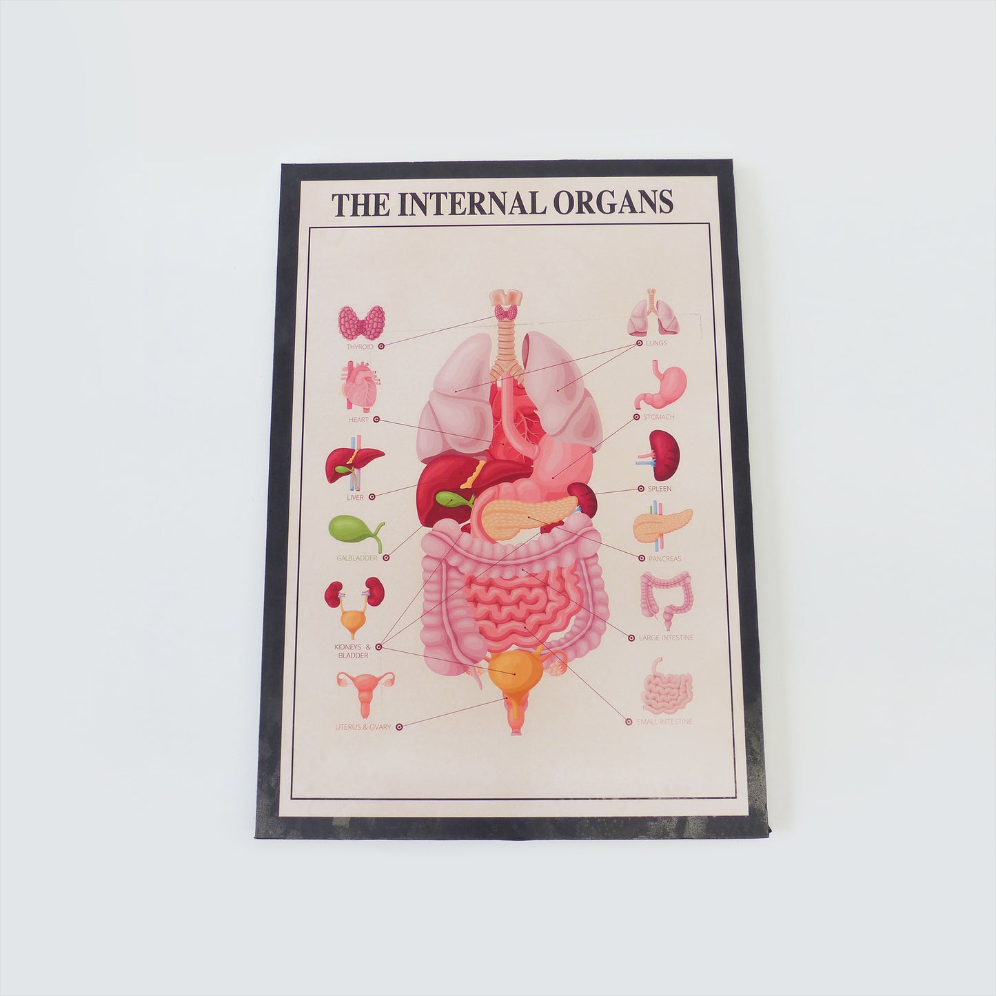 Internal Organs Medical Poster