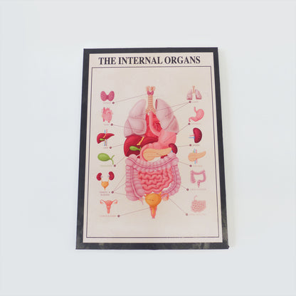 Internal Organs Medical Poster