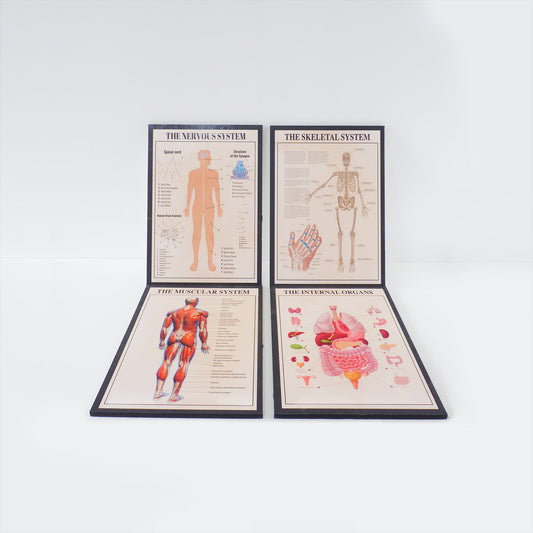 Medical Poster Set