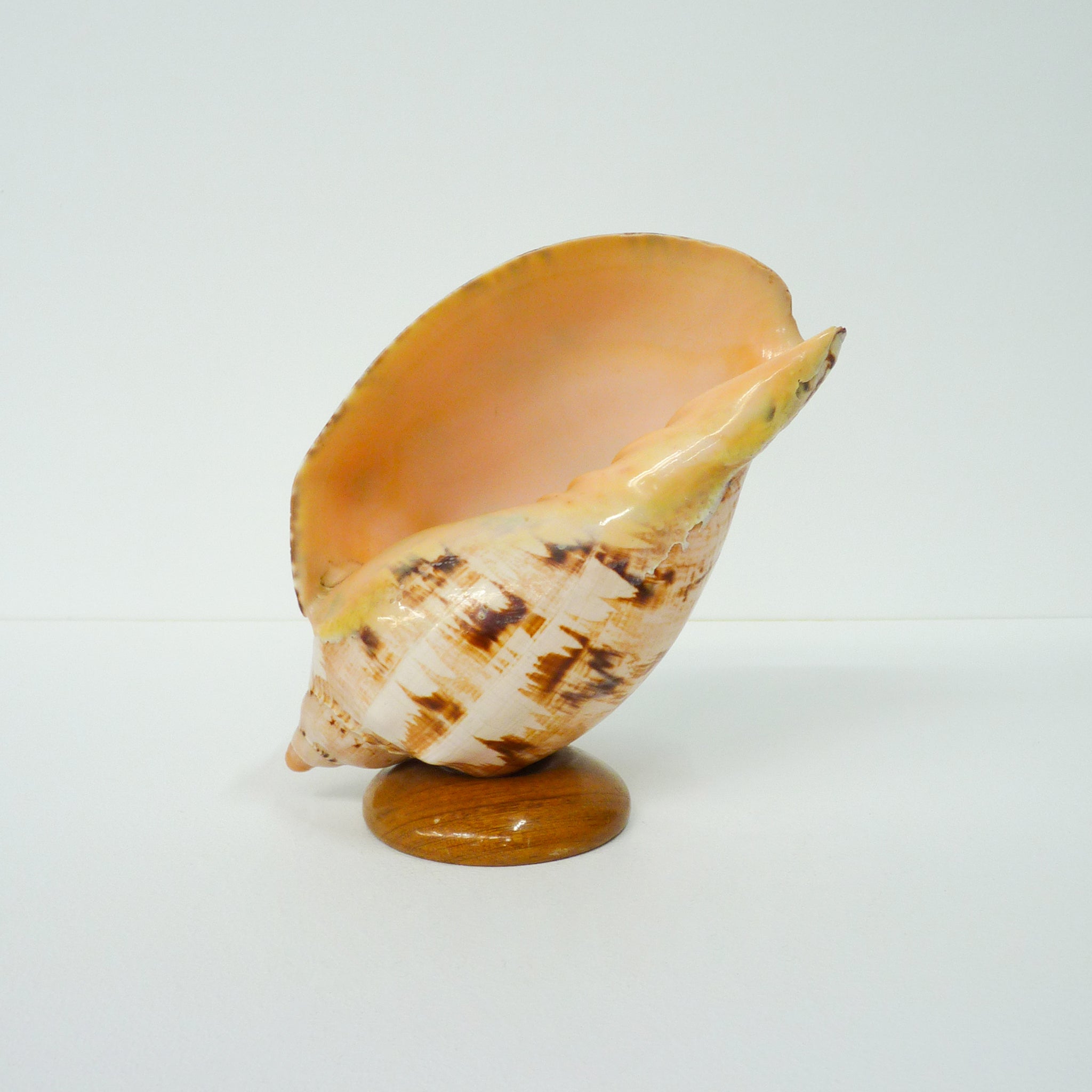 Shell Axis Shell Ornament – AXIS