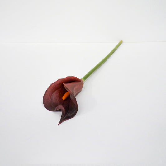 Purple Calla Lily