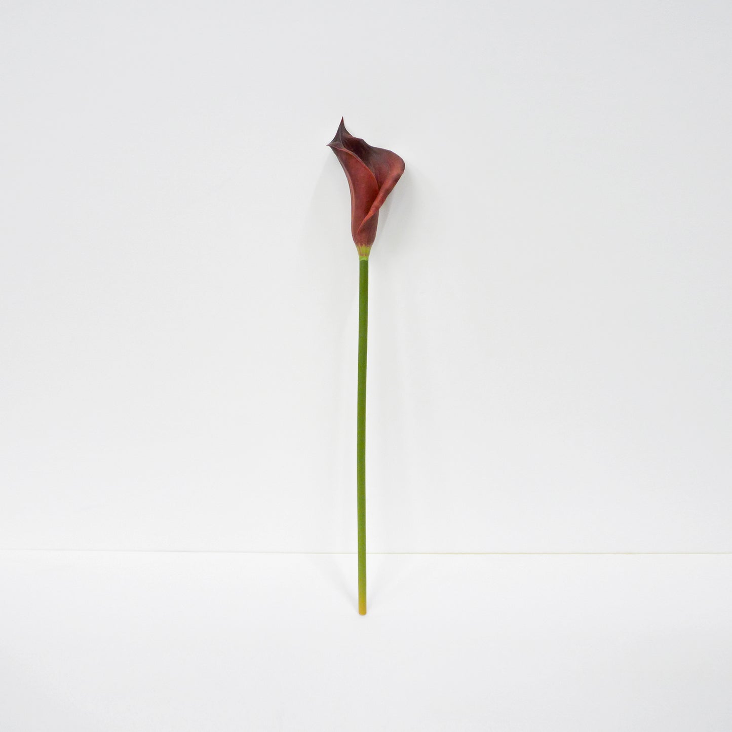 Purple Calla Lily