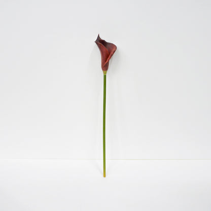 Purple Calla Lily