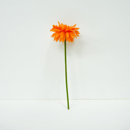 Orange Daisy
