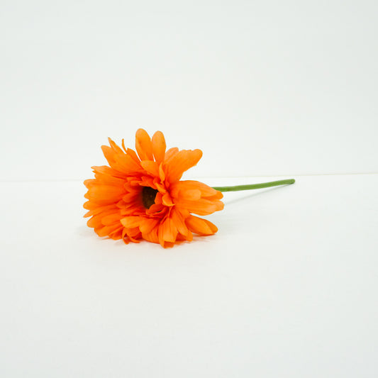 Orange Daisy