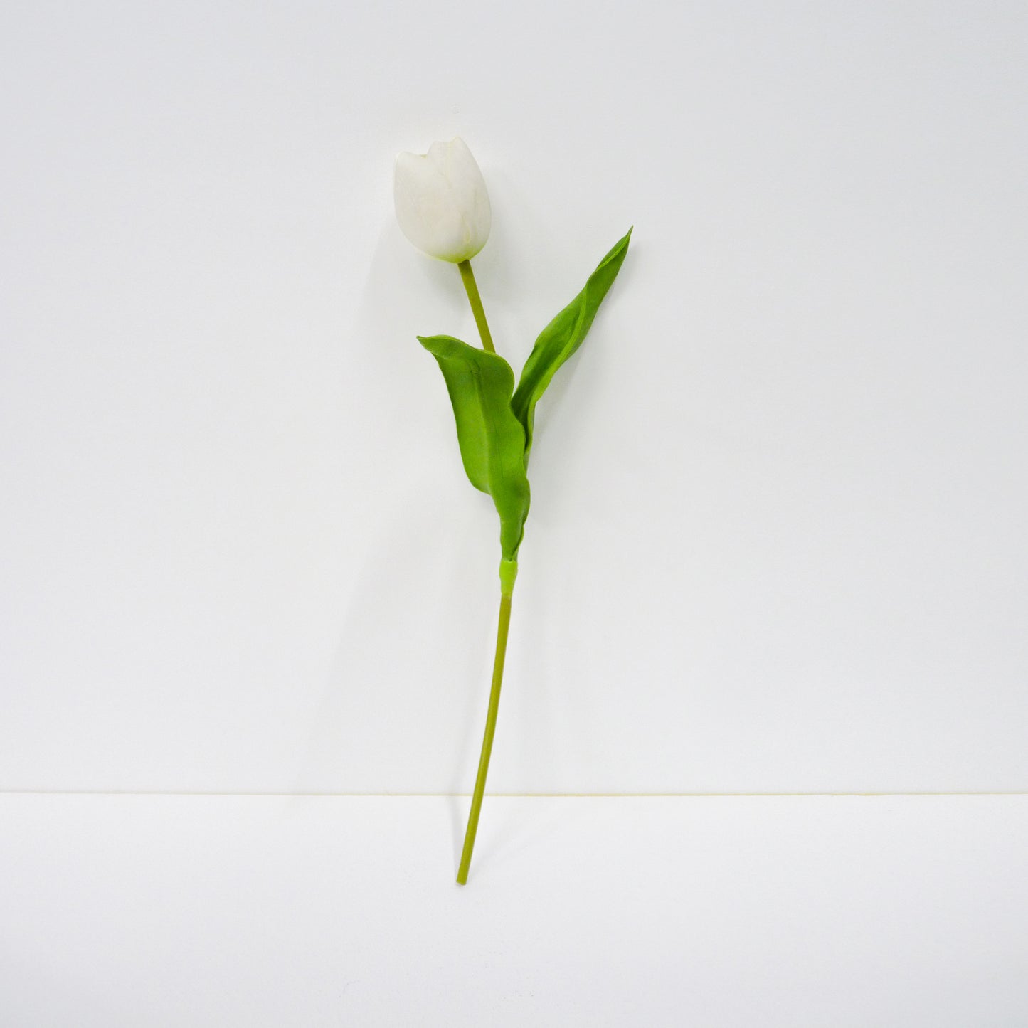 White Tulip