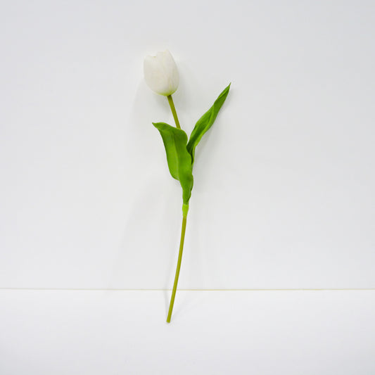 White Tulip