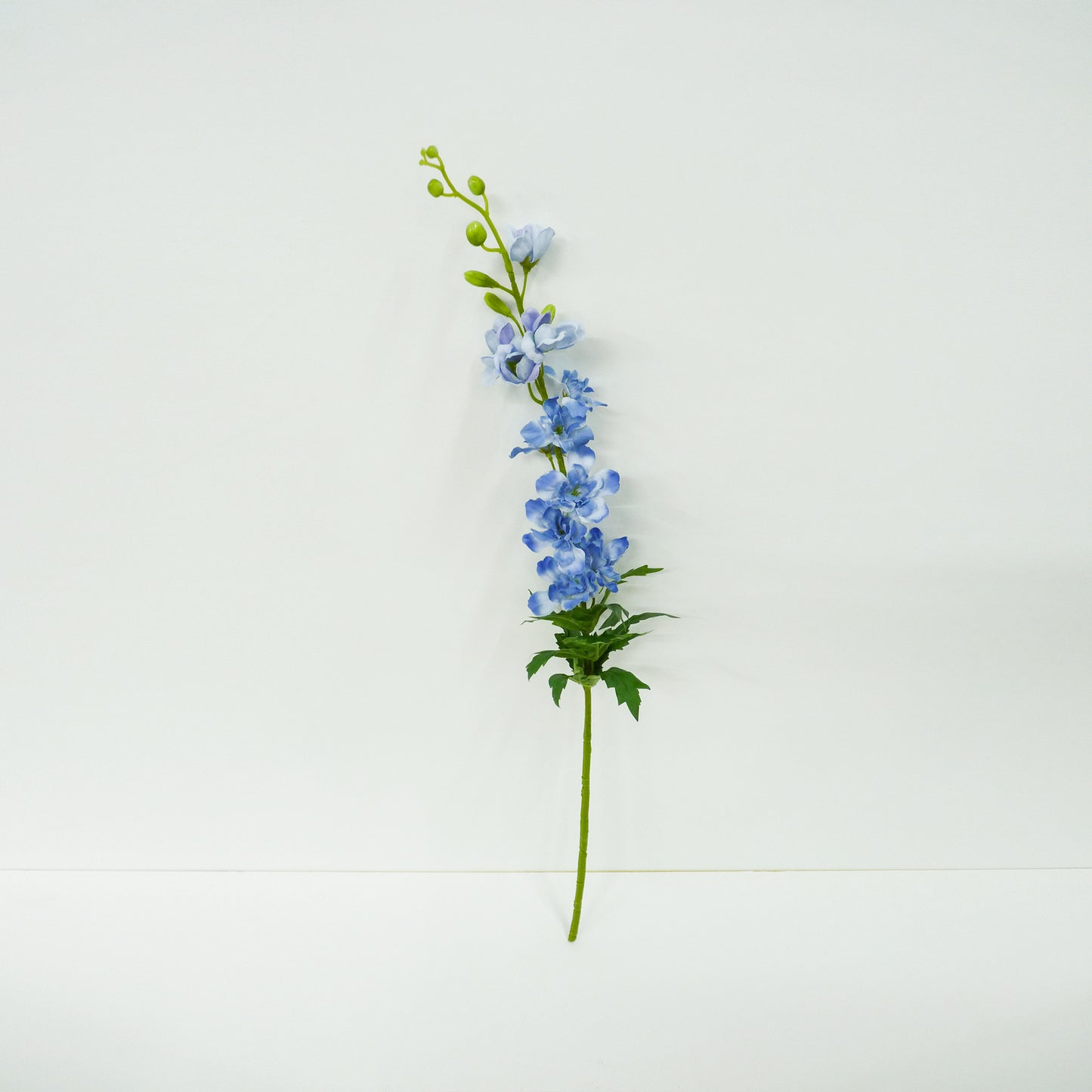 Blue Delphinium