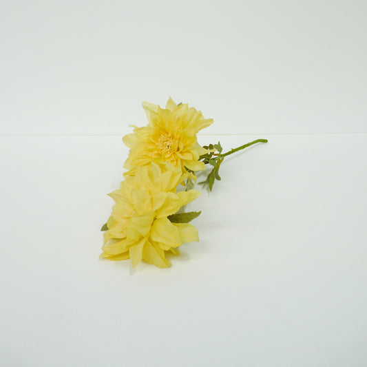Yellow Dahlia