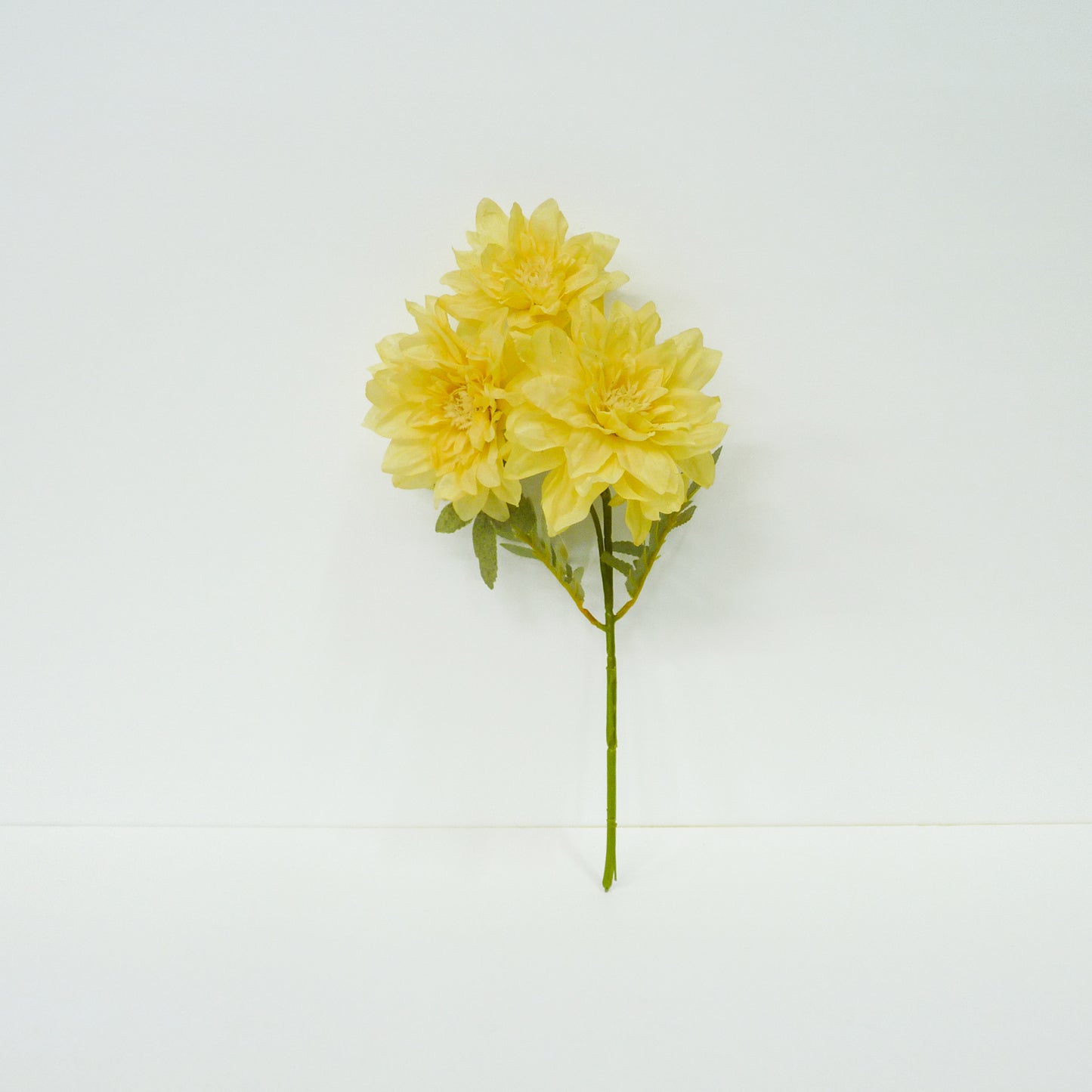 Yellow Dahlia