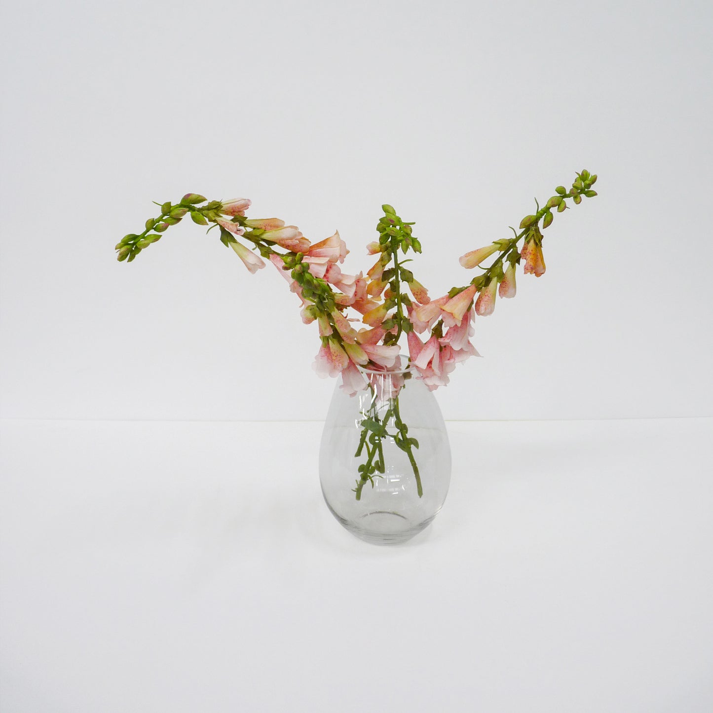 Small Pink Foxglove