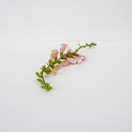 Small Pink Foxglove