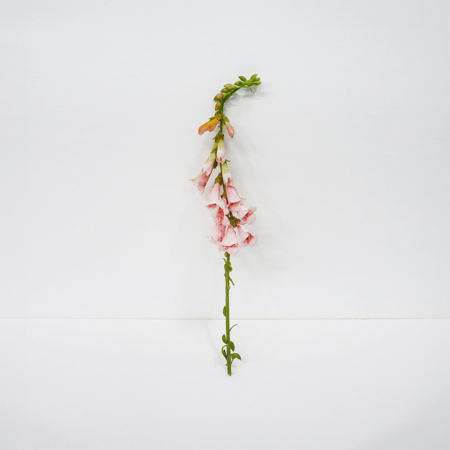 Small Pink Foxglove