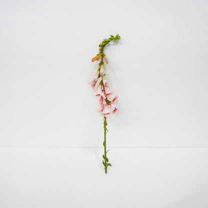 Small Pink Foxglove