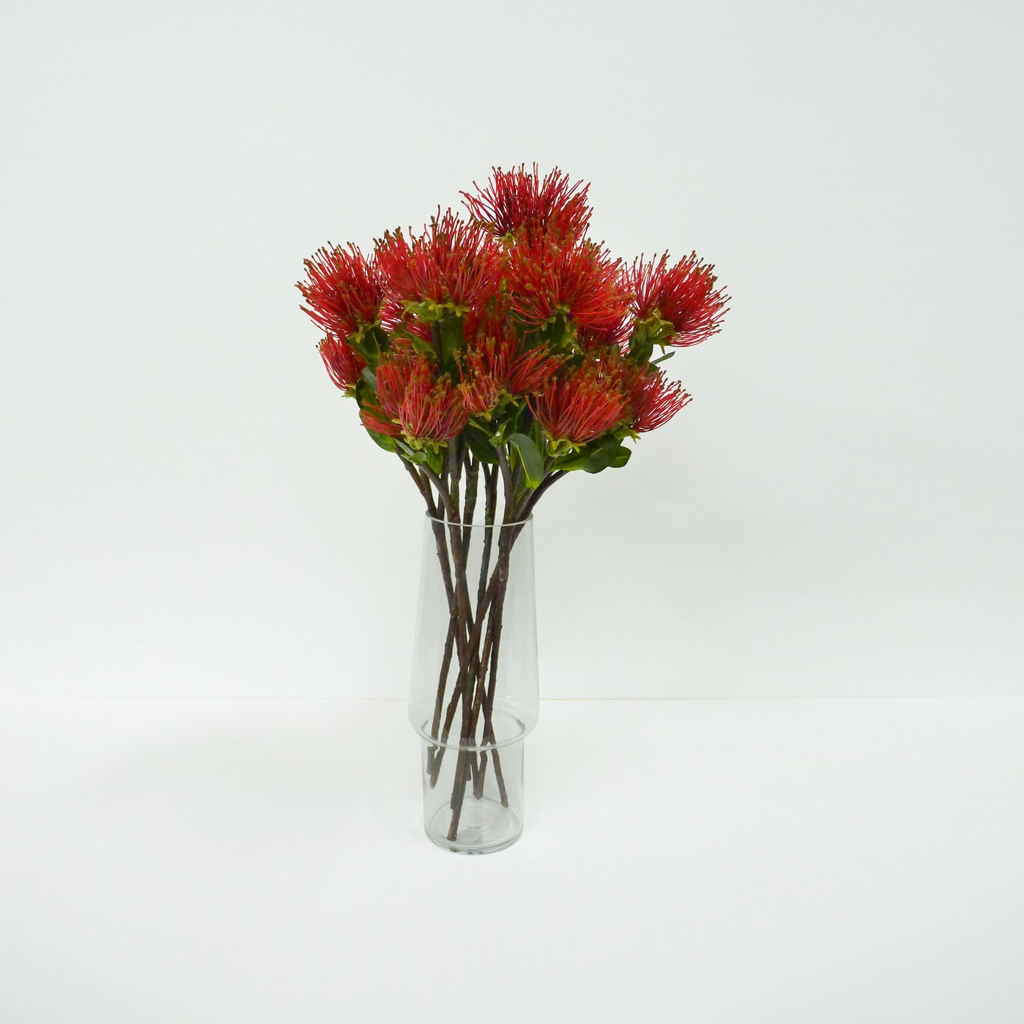 Red Protea pincushion