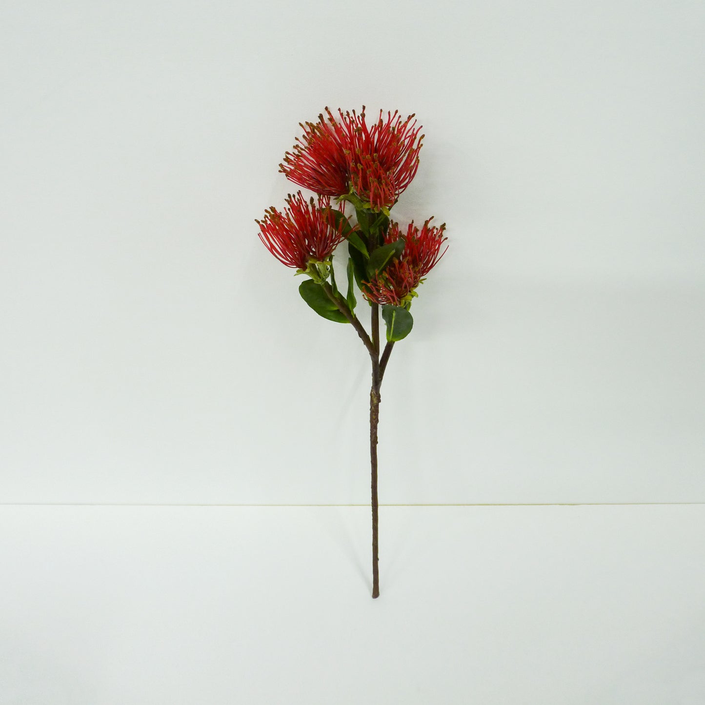 Red Protea pincushion