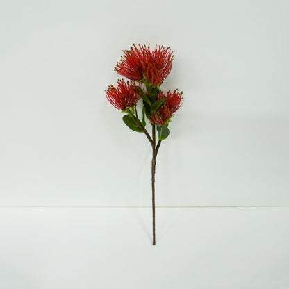 Red Protea pincushion