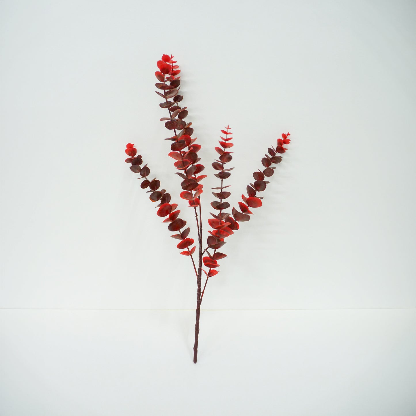 Red Cider Gum Eucalyptus Branch