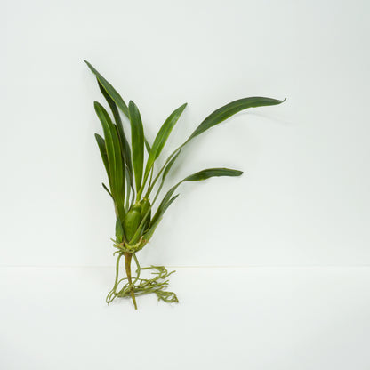 Artificial Water Greens