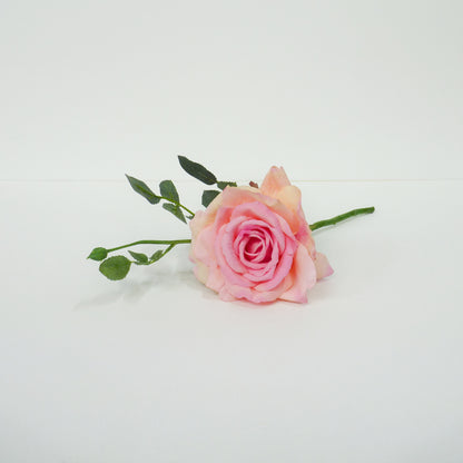 Pink Roses