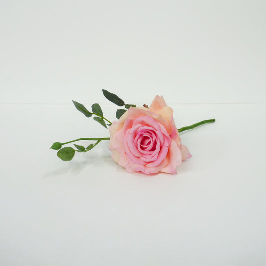 Pink Roses