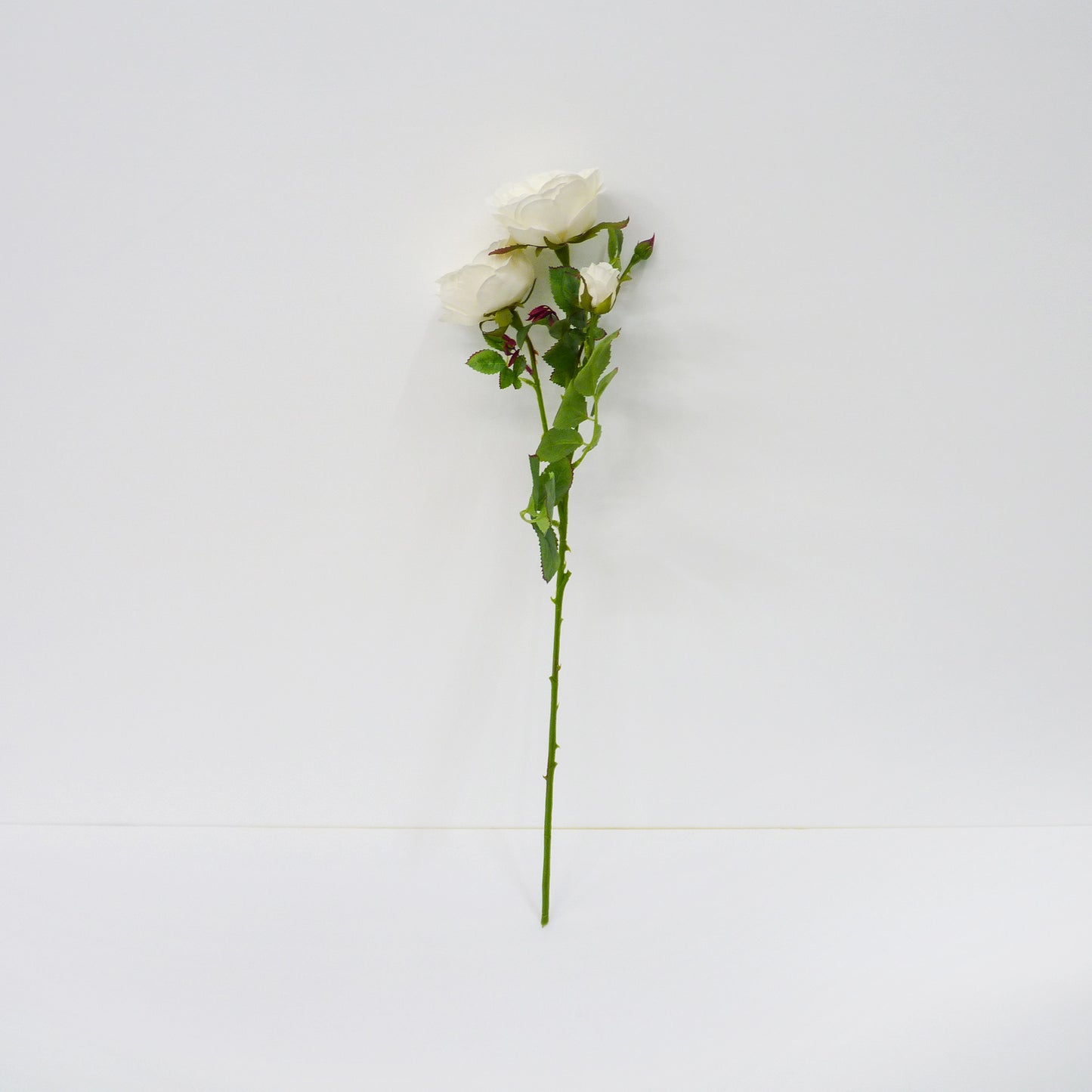 White Roses