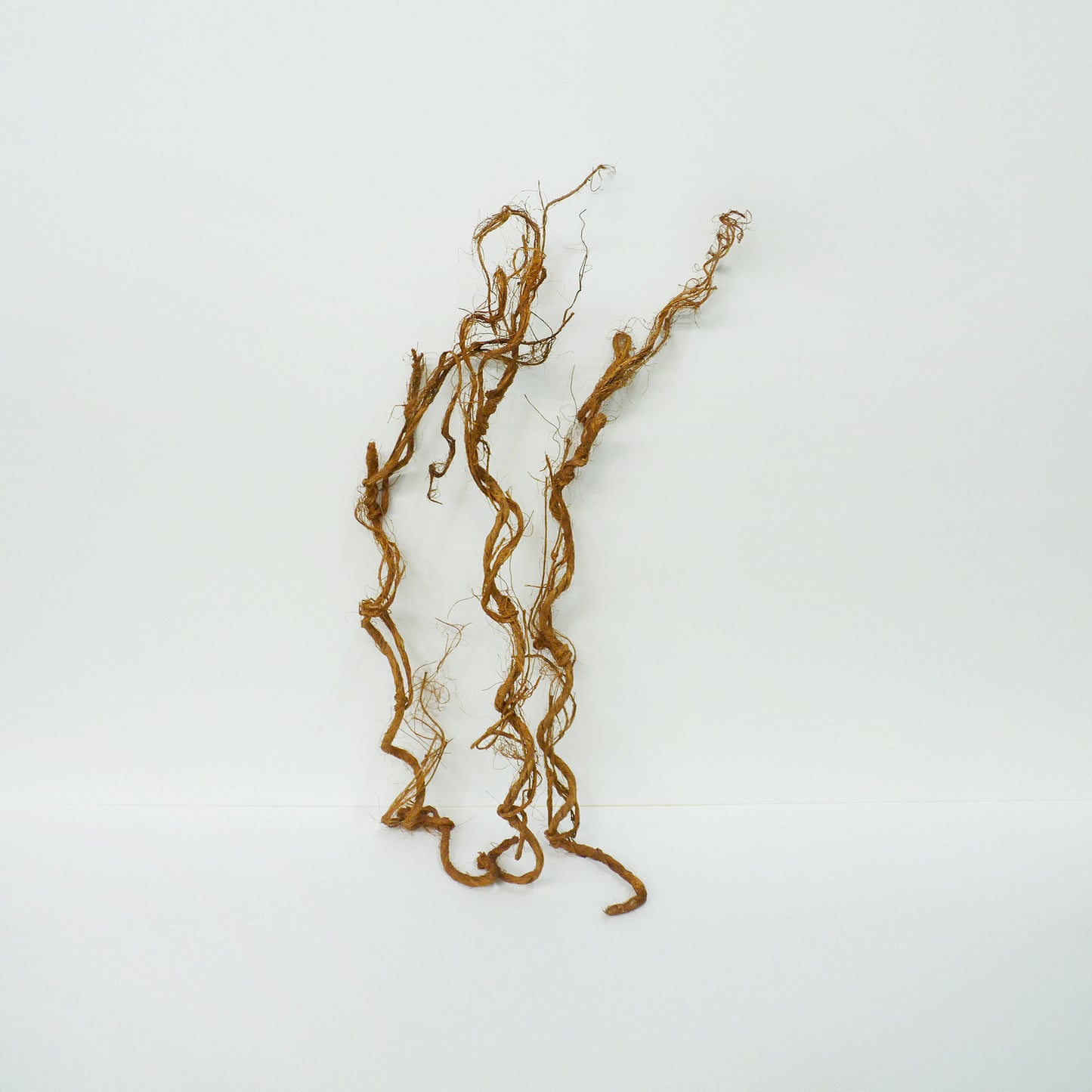 Vine Stems