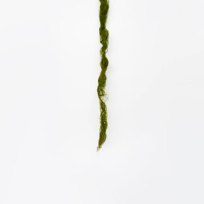Moss Vine
