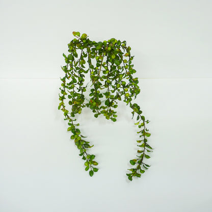 Lime Berries