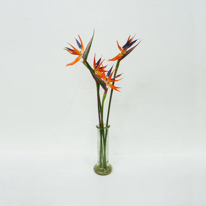 Birds Of Paradise