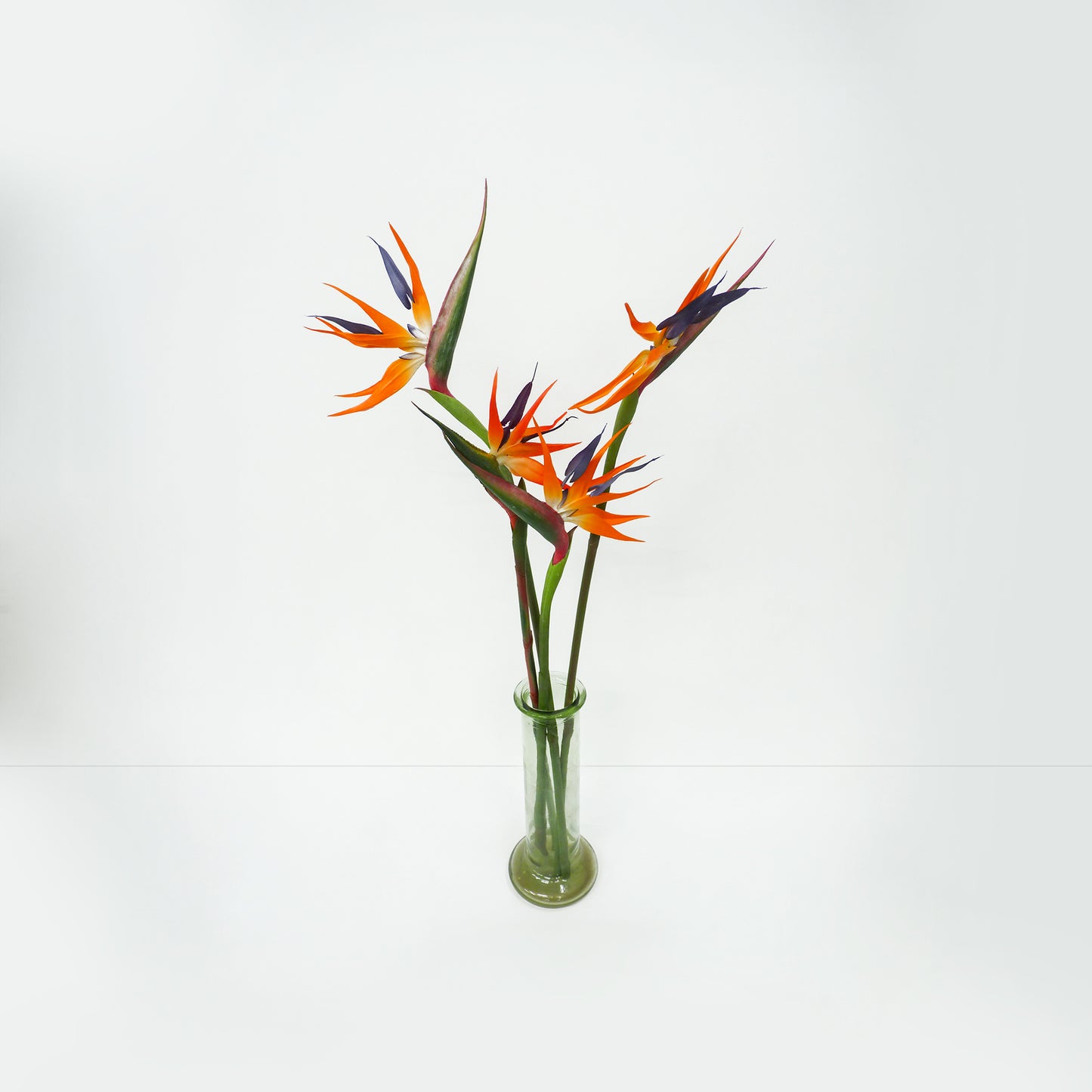 Birds Of Paradise